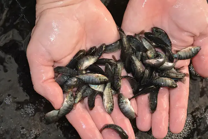 Quy Trình Thuần Dưỡng Và Chăm Sóc Trước Sinh Sản