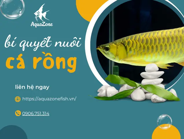 Bí Quyết Nuôi Cá Rồng Khỏe Mạnh, Lên Màu Đẹp Mắt - Aquazone ... Bí Quyết Nuôi Cá Rồng Khỏe Mạnh, Lên Màu Đẹp Mắt - Aquazone ...