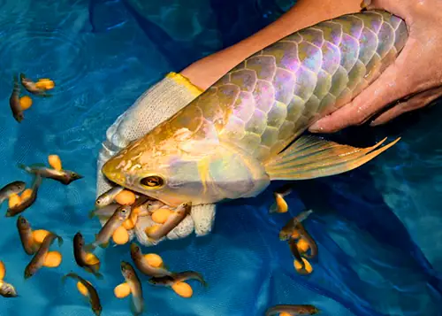 Quy Trình Sinh Sản Cá Rồng