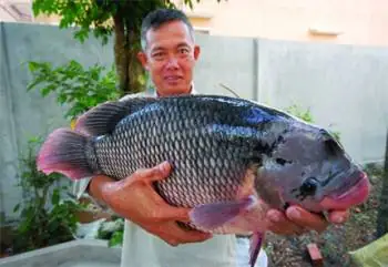 Kỹ Thuật Sản Xuất Và Ương Giống Cá Tai Tượng – Tạp Chí Thủy Sản ...