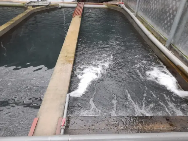 Kỹ Thuật Nuôi Cá Tầm