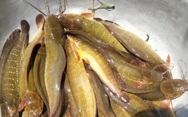 Kỹ Thuật Nuôi Cá Trê Vàng Lai: Toàn Tập Từ A Đến Z Cho Người Mới Bắt Đầu