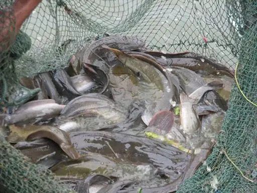 Kỹ Thuật Nuôi Cá Trê Vàng Lai: Toàn Tập Từ A Đến Z Cho Người Mới Bắt Đầu