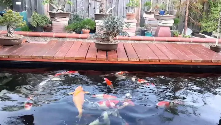 Gợi Ý Các Loại Cá Có Thể Nuôi Trên Sân Thượng