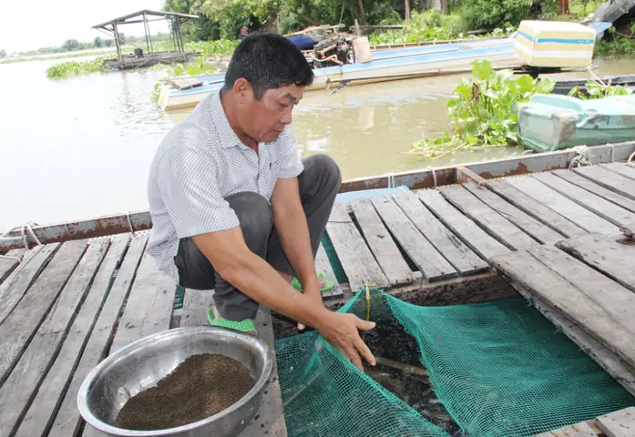 Kỹ Thuật Nuôi Cá Vồ Đém