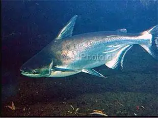 Kỹ Thuật Nuôi Cá Vồ Đém