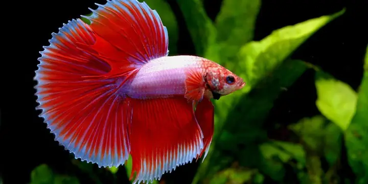 Đặc Điểm Và Kỹ Thuật Nuôi Cá Xiêm