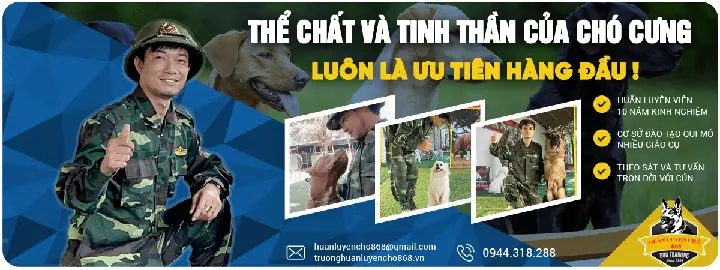 Kỹ Thuật Nuôi Chó Becgie Bỉ