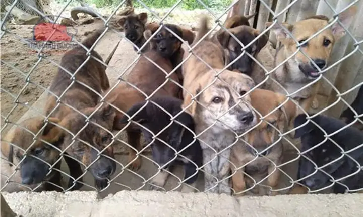 Vệ Sinh Chuồng Trại