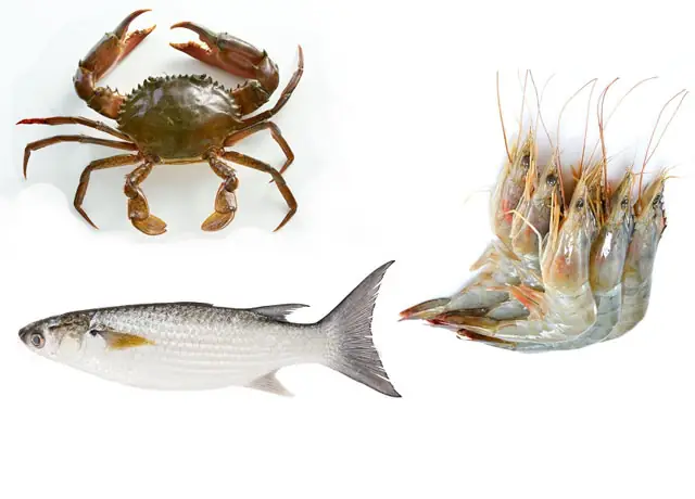 Kỹ Thuật Nuôi Ghép Cá Nước Ngọt: Từ A-z Để Tăng Năng Suất & Bền Vững