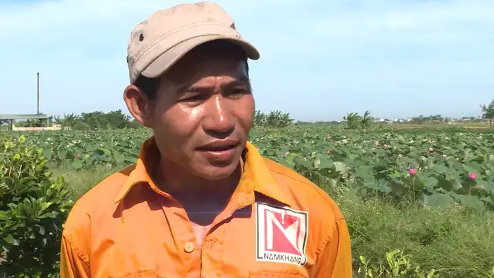 Lựa Chọn Loại Sen Và Cá Phù Hợp