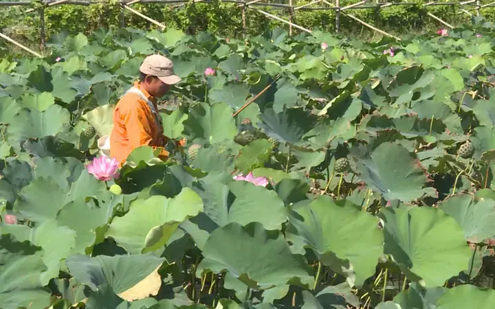 Lợi Ích Của Mô Hình Trồng Sen Kết Hợp Nuôi Cá