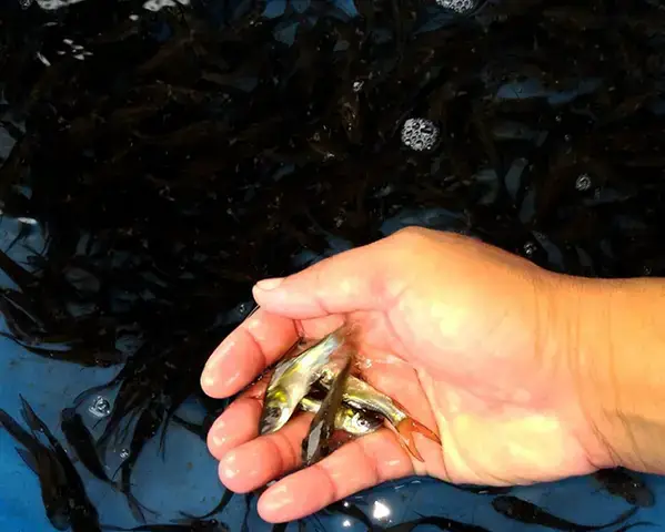 Chuẩn Bị Ao Ươm – Nền Tảng Cho Sự Phát Triển Của Cá Trắm Cỏ