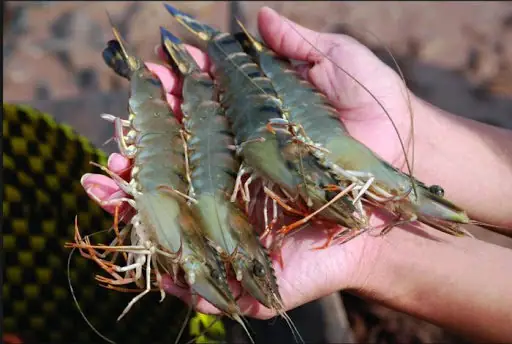 Các Phương Pháp Vận Chuyển Thủy Sản Sống – Tạp Chí Thủy Sản ... Các Phương Pháp Vận Chuyển Thủy Sản Sống – Tạp Chí Thủy Sản ...