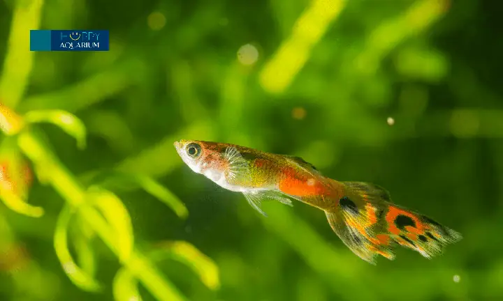 Trả Lời: Cách Trị Nấm Cho Cá Bảy Màu Bằng Muối Có Thật Sự Hiệu Quả Không ?