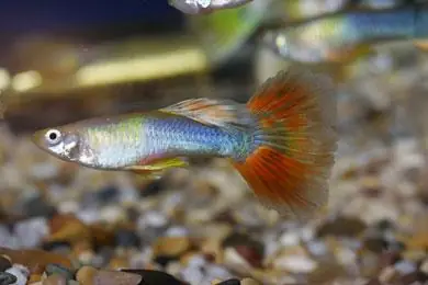 Hướng Dẫn Lai Tạo Cá 7 Màu (guppy) Để Có Được Những Chú Cá Đẹp Nhất