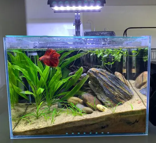 Thế Nào Là Hồ Cá Betta Thuỷ Sinh