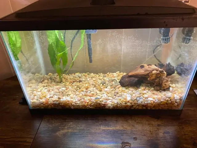 Cách Làm Bể Cá Betta: Hướng Dẫn Chi Tiết Từ A-z Cho Người Mới Bắt Đầu