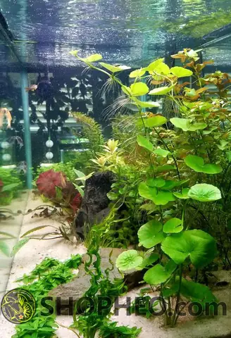 Loại Cây Trong Bể