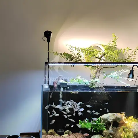 Đèn Led Thủy Sinh