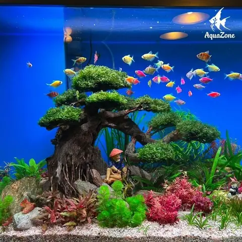 Không Nuôi Quá Nhiều Cá