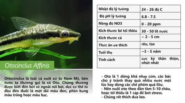 Nuôi Các Loài Cá Dọn Bể Nuôi Các Loài Cá Dọn Bể