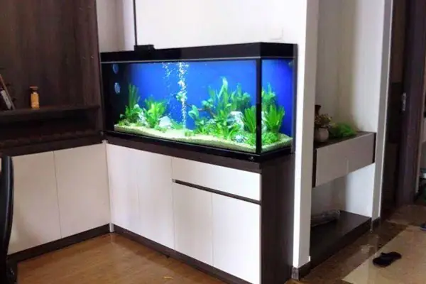 Làm Bể Cá Theo Yêu Cầu Ở Hải Phòng