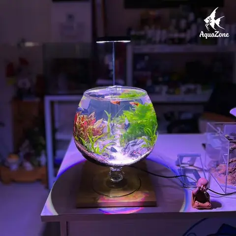 Sự An Toàn Cho Cá Và Người Chăm Sóc