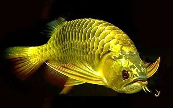 Tại Sao Phải Quan Trọng Việc Thiết Kế Bể Nuôi Cá Rồng?