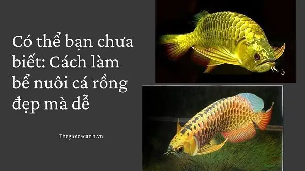Có Thể Bạn Chưa Biết Cách Làm Bể Nuôi Cá Rồng Đẹp Mà Tiết Kiệm