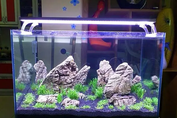 Làm Bể Cá Giá Rẻ Tại Hải Phòng