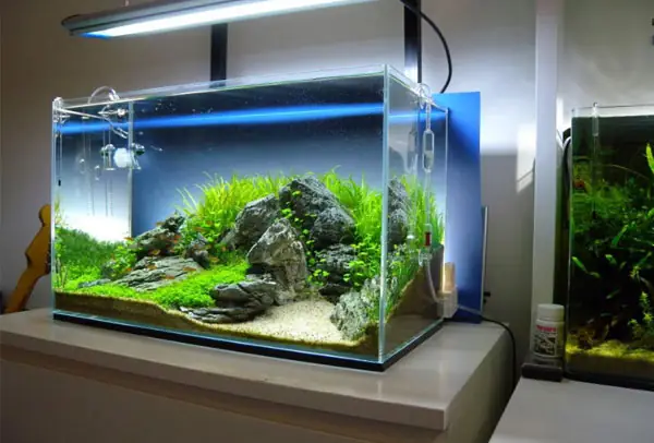 Nhận Làm Bể Cá Tại Hải Phòng