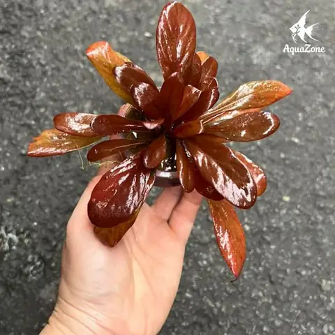 Bước 5: Tiên Hành Trồng Cây Thuỷ Sinh Và Thêm Nước Vào Bể Bước 5: Tiên Hành Trồng Cây Thuỷ Sinh Và Thêm Nước Vào Bể