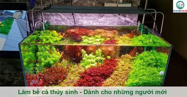 Làm Bể Cá Thủy Sinh - Dành Cho Những Người Mới Làm Bể Cá Thủy Sinh - Dành Cho Những Người Mới