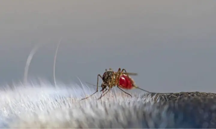 Tác Hại Của Muỗi Đốt Đối Với Chó Mèo Tác Hại Của Muỗi Đốt Đối Với Chó Mèo