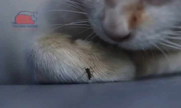 Chó Mèo Có Bị Muỗi Đốt Không? Chó Mèo Có Bị Muỗi Đốt Không?
