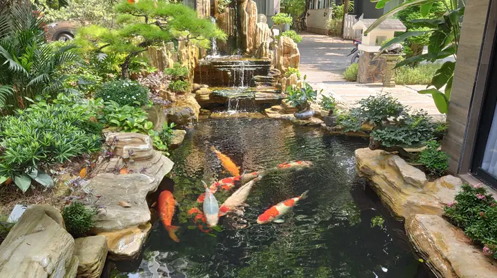 Biện Pháp Xử Lý Khi Hồ Cá Koi Bị Mất Điện