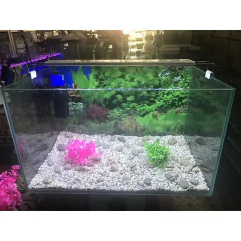 Bá» Cã¡ Lã M Báº±ng Kã­nh Cæ°á»ng Lá»±c Â Nãªn Hay Khã´ng?