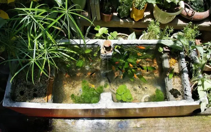 Hướng Dẫn Làm Bể Cá Thùng Xốp Đơn Giản Tại Nhà