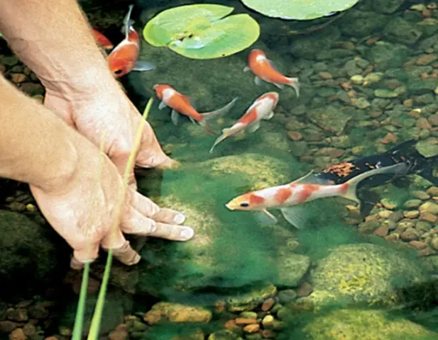 Ít Vệ Sinh Hồ Cá