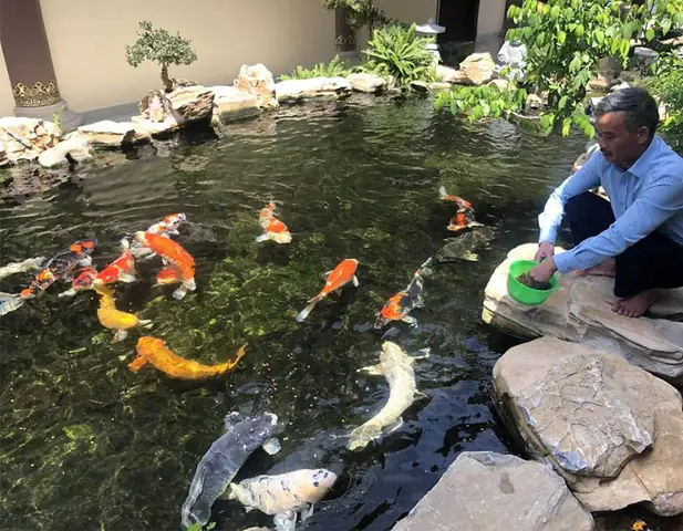 Điều Chỉnh Lượng Thức Ăn Cho Cá