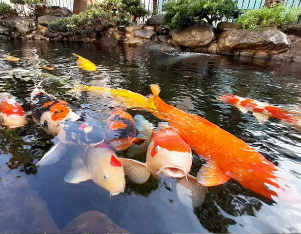 Các Lưu Ý Về Cách Làm Trong Nước Hồ Cá Ngoài Trời