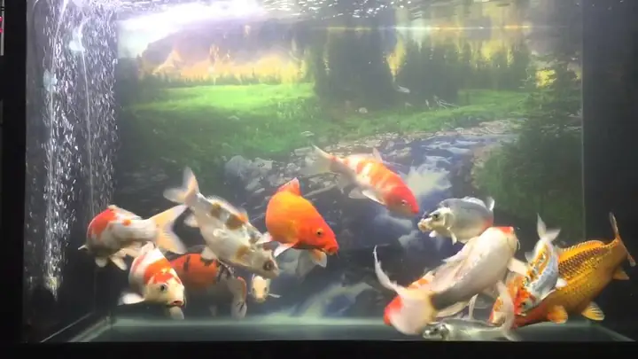 Làm Hồ Cá Nước Mặn