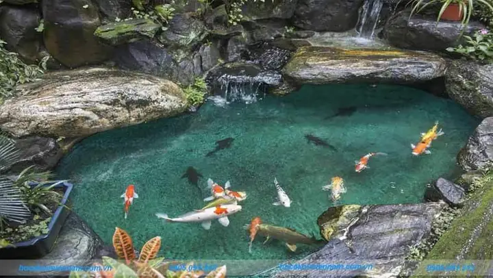 Những Điều Bạn Cần Làm Để Cá Koi Không Bị Bệnh Và Chết