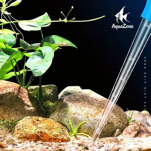 Một Số Lưu Ý Để Giữ Nền Hồ Cá Luôn Sạch