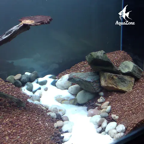 Đất Nền Thủy Sinh Là Gì?