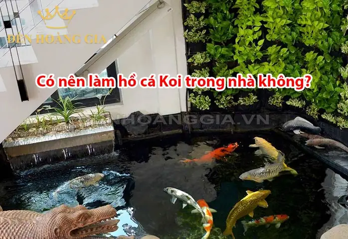 Có Nên Làm Hồ Cá Koi Trong Nhà Không?