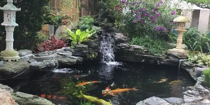 Hướng Dẫn Chi Tiết Làm Hồ Cá Tự Nhiên Đẹp Và Bền Vững