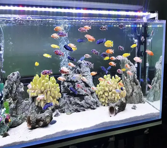 Hướng Dẫn Chi Tiết Cách Làm Hồ Kiếng Nuôi Cá Tại Nhà Hướng Dẫn Chi Tiết Cách Làm Hồ Kiếng Nuôi Cá Tại Nhà