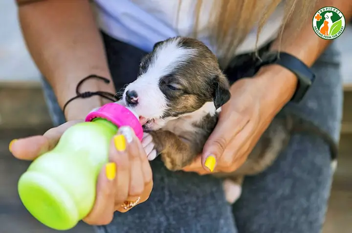 Chó Con Đang Đói Chó Con Đang Đói